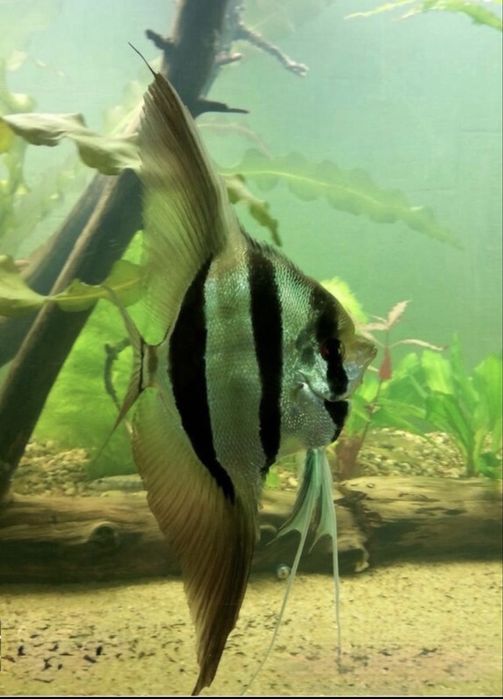 Альтум Ориноко три особи