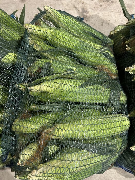 porumb zaharat sweet nugget aprox 30000 buc