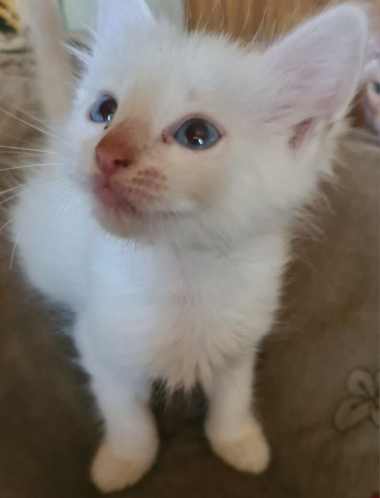 Отдам котят срочно