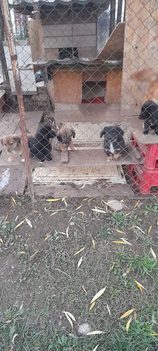 Donez cățeluși  de vârstă  3 luni rasa comuna ,talie medie