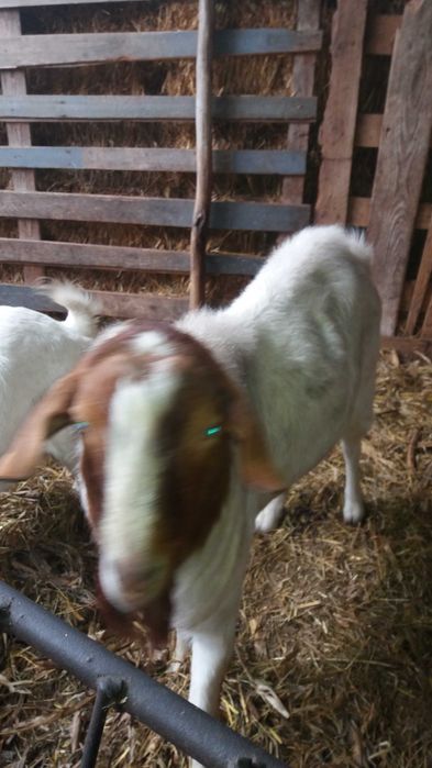 Tap Boer si tapisor metis