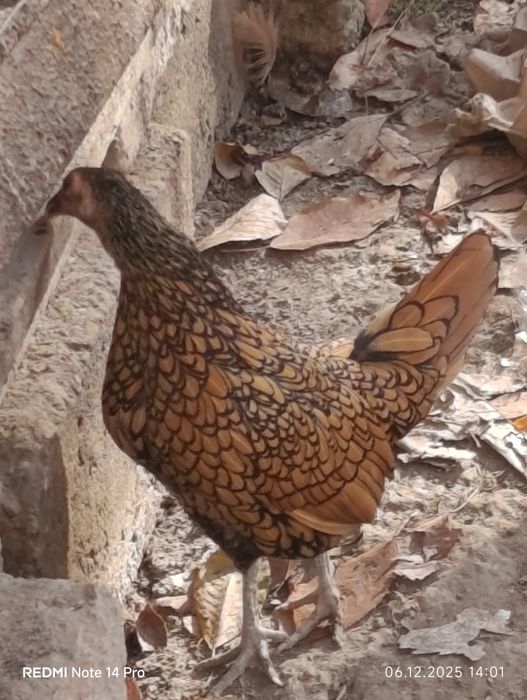 2 ta bor tovuq sebrayt