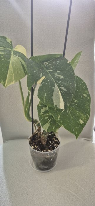 Monstera Thai Constallation, plante apartament