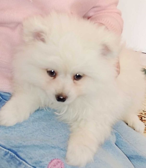 Продавам малък померан!