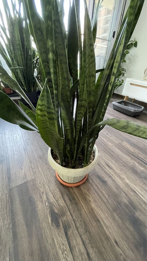 Sansevieria planta de apartament 4 ani