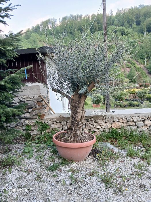 Măslin olea 400ani