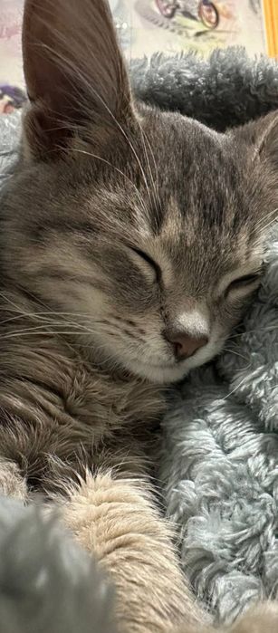 Котенок Девочка Обработанная 3 месяца