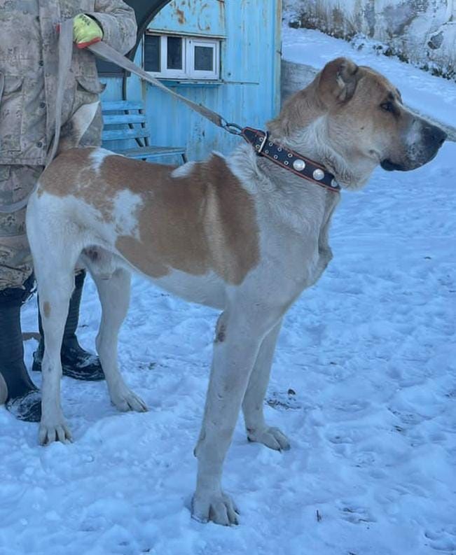 Щенки Алабаи. три месяца