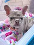 Bulldogel Francez - Lilac-Merle