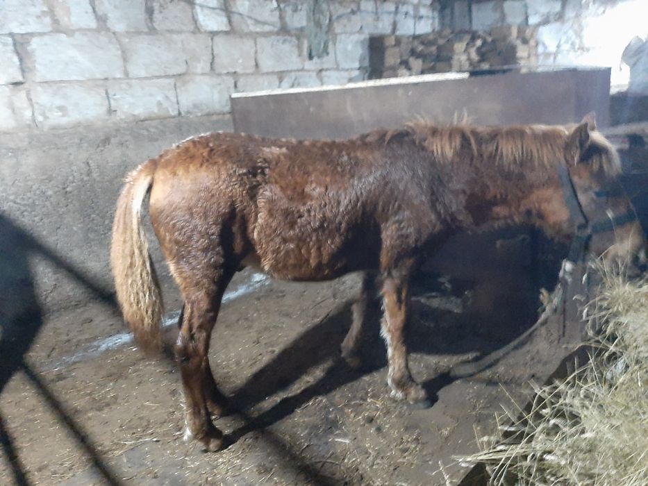 Продам жабағы 1 голова, 260 000 теңге