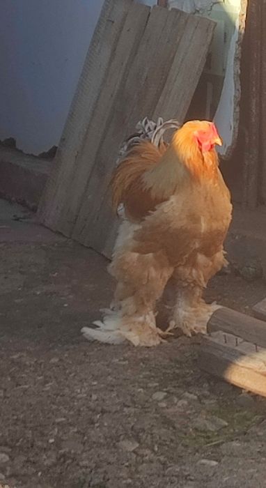 Vand familie brahma lemon