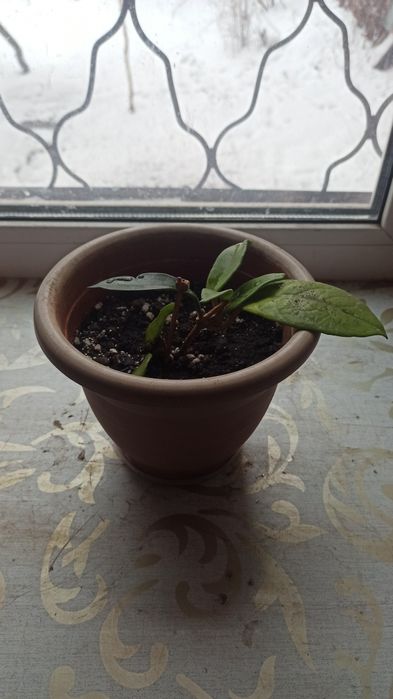 Хойя (восковый плющ)