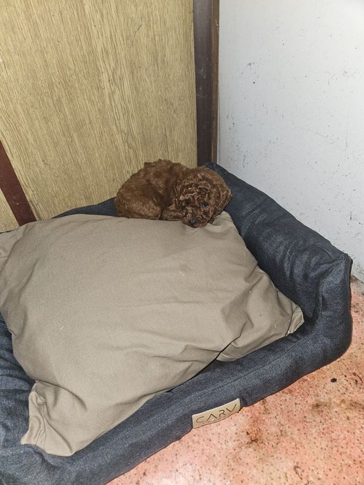 Пудел Той момче на 3 месеца