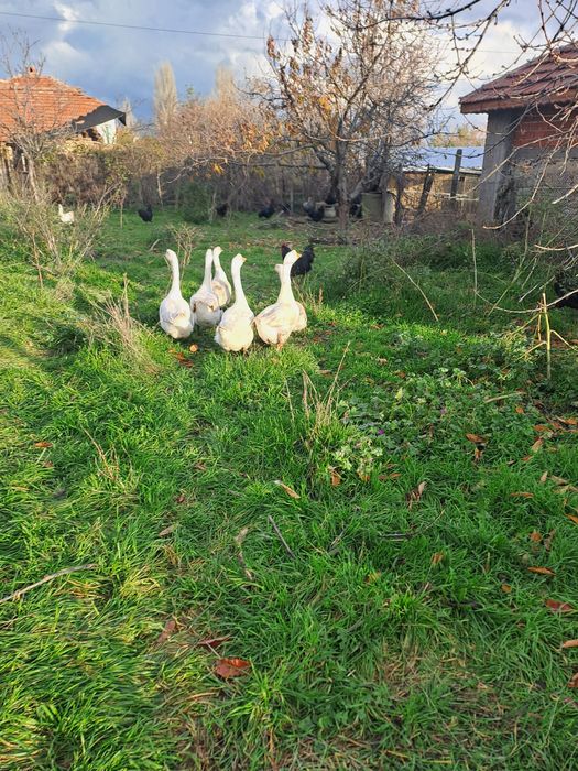 Гъски Линда - оплодени яйца