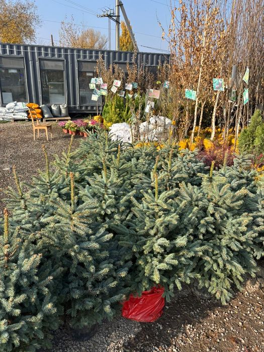 Елки голубые галубые ели купить в Алмате доставка и посадка