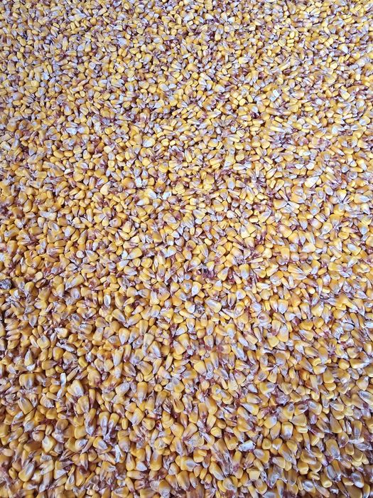 Vand porumb boabe 2025