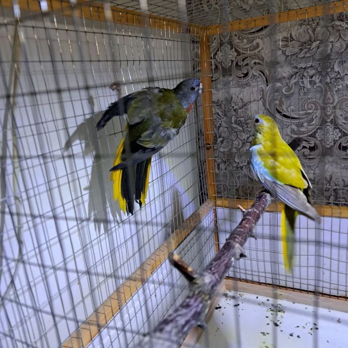 Протдаются Травинистые Глянцевые Попугаи!!