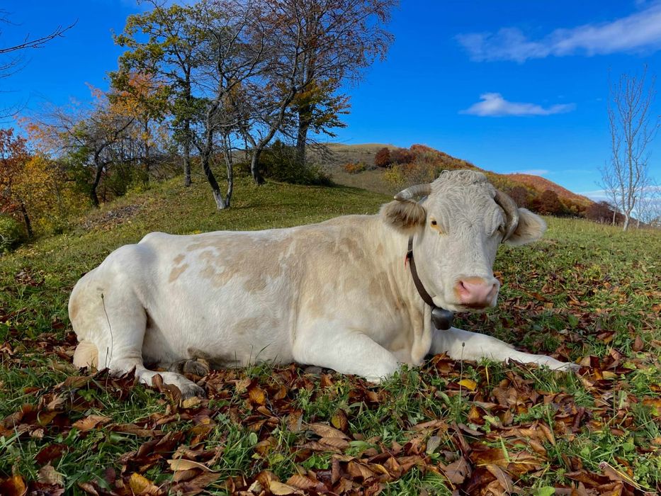 Vaca gestanta in 3 luni, buna de lapte, cuminte la muls