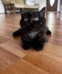 British shorthair rasa pura black smoke ochi verzi