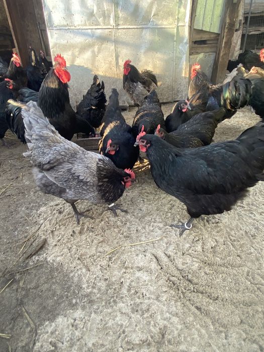 Oua gaina Australorp