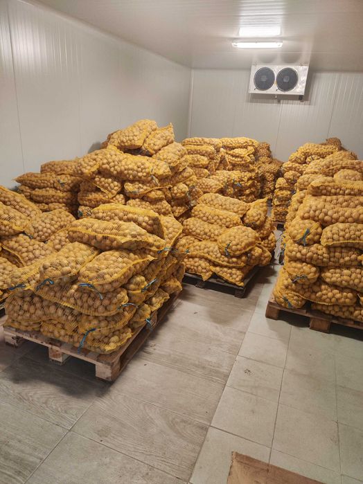 Картофи за семе Агата клас Б