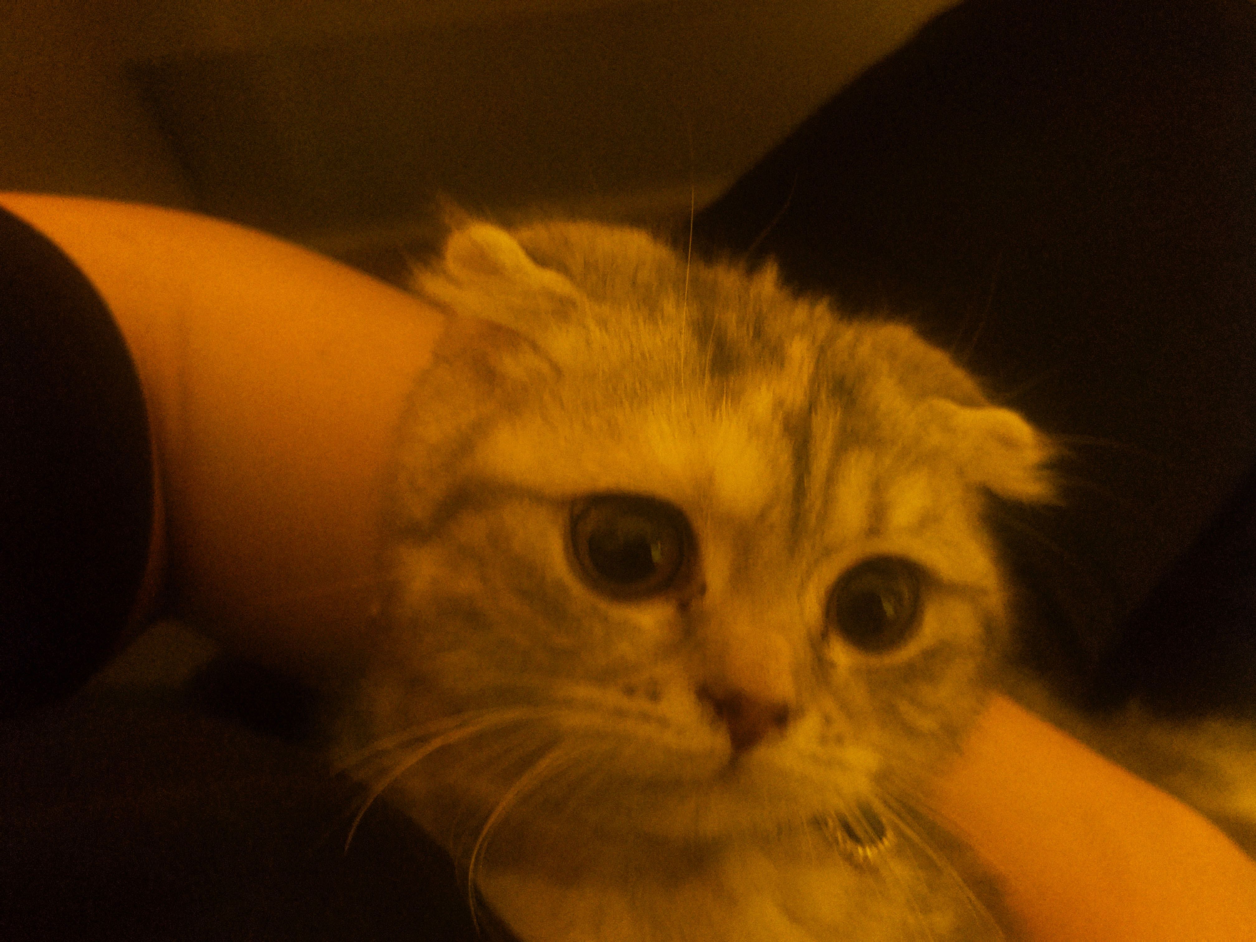 Кошка Scottish Fold