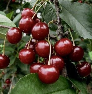 Продам вкусную садовую вишню