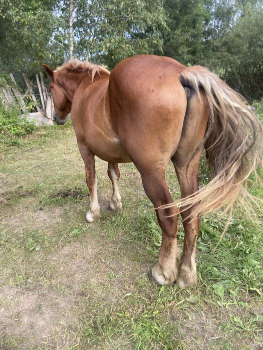 Iapa,cāstrat, mânji