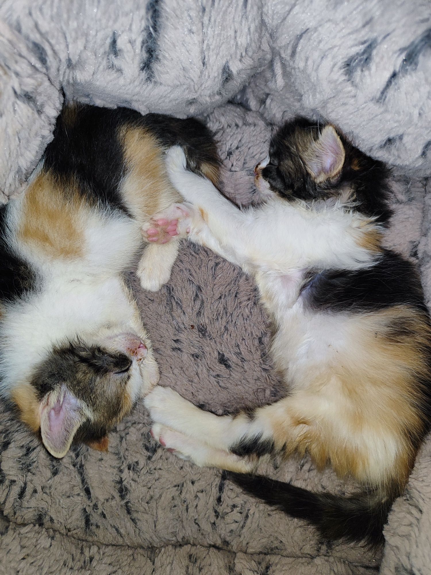 Подарявам котета