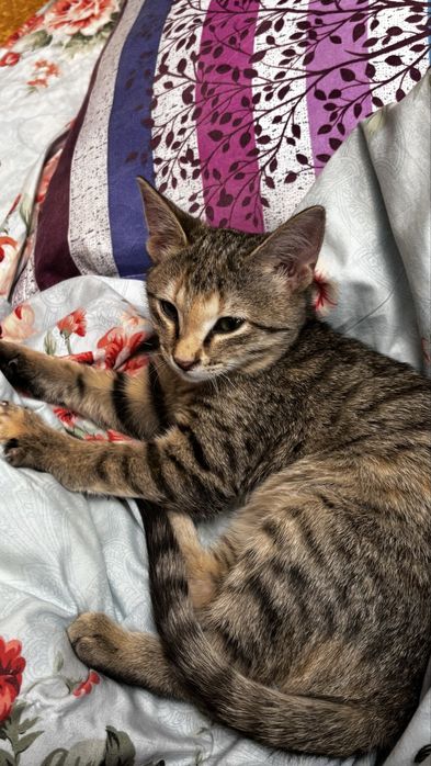 Отдадим ласкового котенка в добрые руки