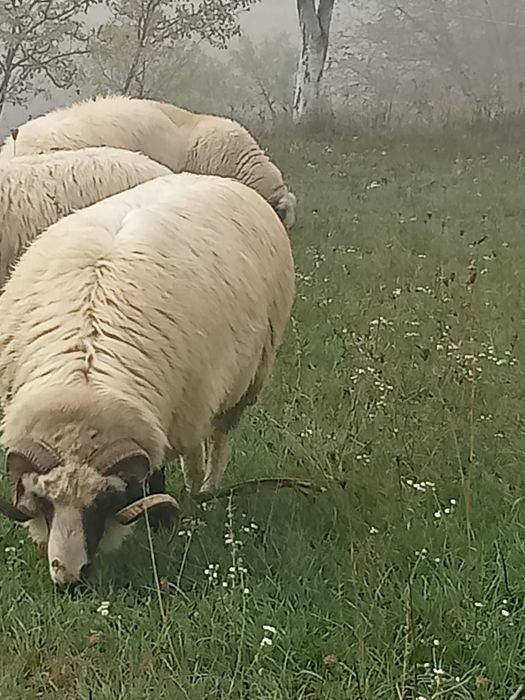 Vând berbec de 3 ani