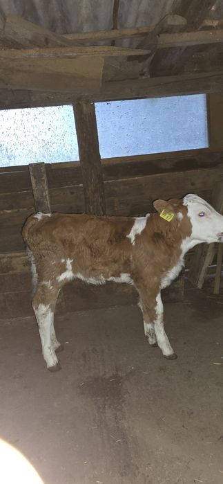 De vânzare viței