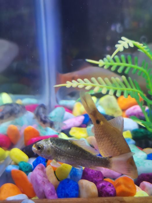 Барбус огненный.