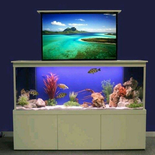 Akvarum va aksasuvarla kere bisa 24/7 murojat qivurila