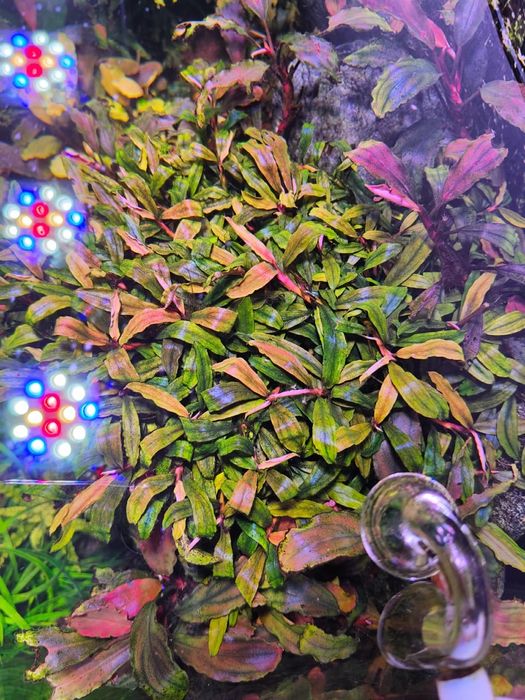 Аквариумные растения Буцефаландра Bucephalandra sp. Kualakuayan 1