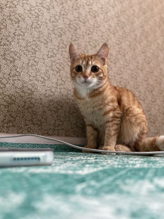 Отдам кошку в добрые руки бесплатно
