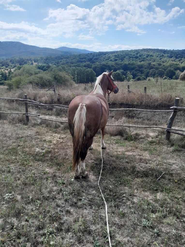 Vând Iapa Săliștea