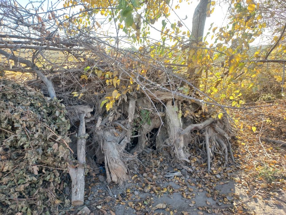 O'tinlar xolati zor quruq