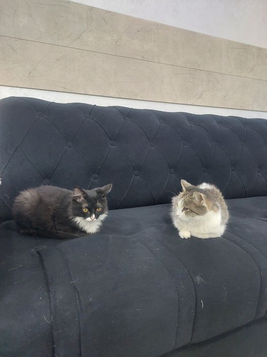 Котенок мальчик очень ласковый