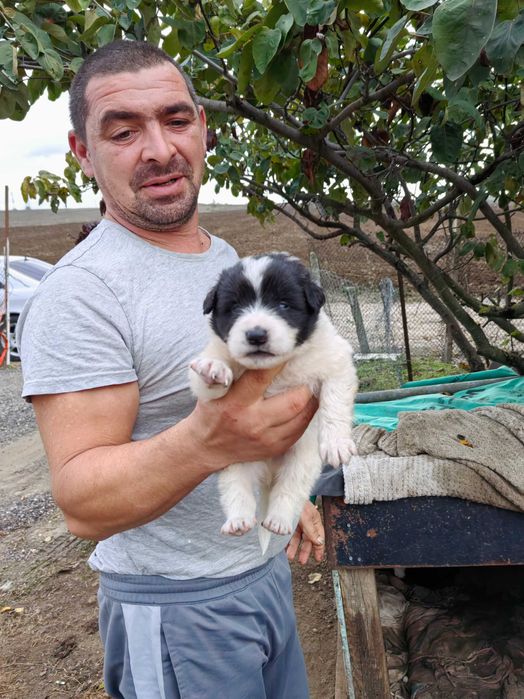 ПОДАРЯВА Кученца на 1 месец