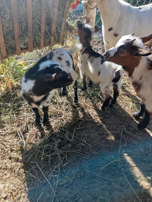 Продавам декоративни кози