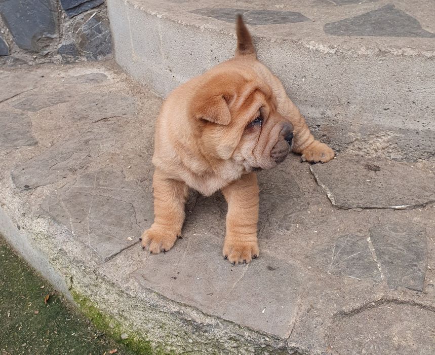Catelusa Shar pei