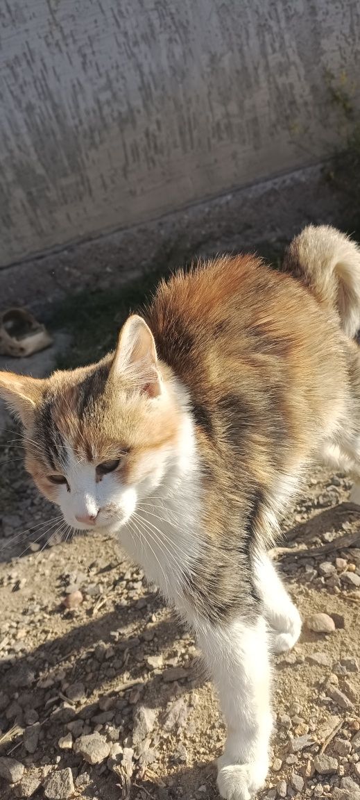 Котенок кошка кот девочка мысык