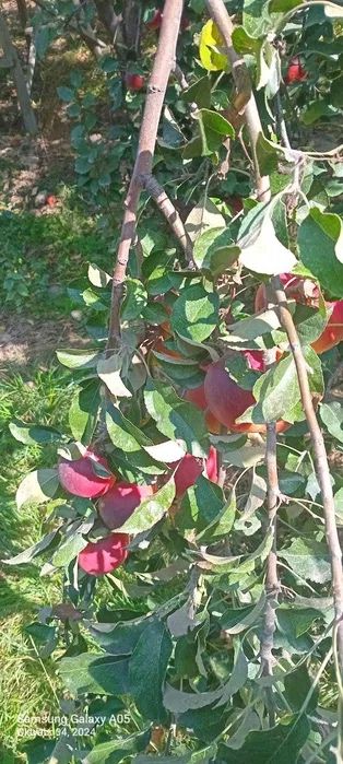 Olma, shaftoli boğ sotiladi.