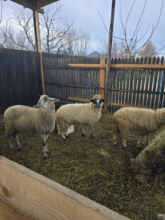 Mielute bune de prasila, tinere si cu potential.