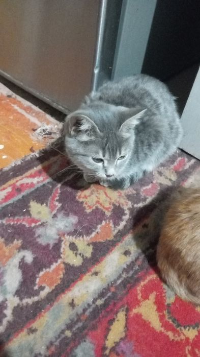 Даром котята в хорошие руки