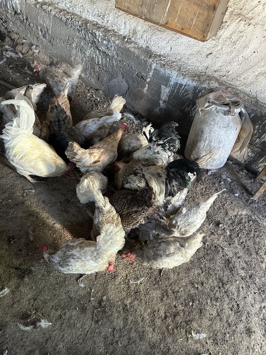 Продам курей молодые