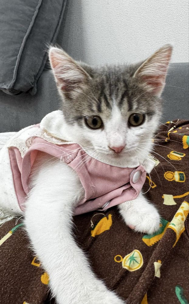 Котик отдам в добрые руки