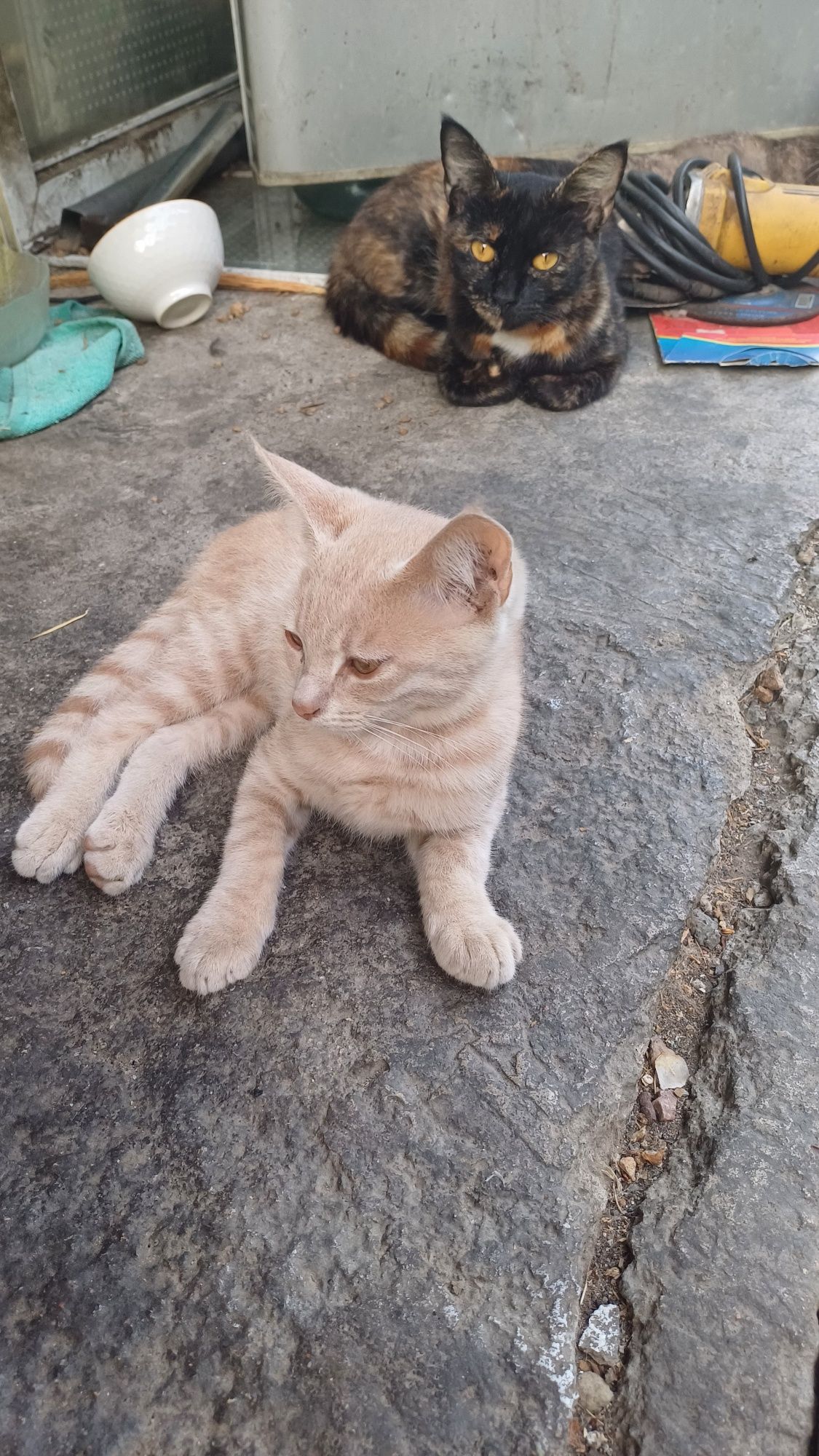 Котята крысоловы