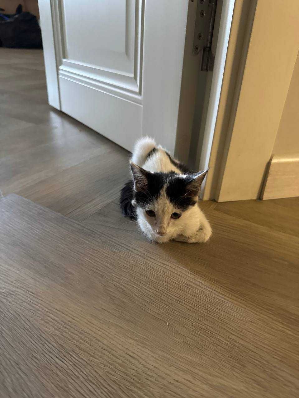 Котёнок бесплатно